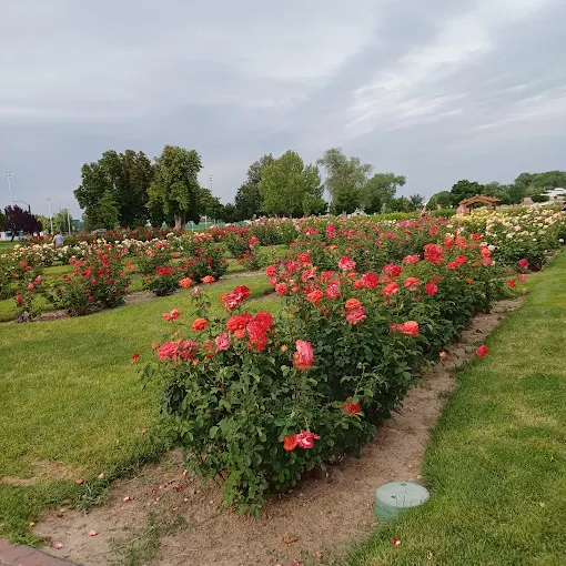 Lakeview Park Rose Garden – Nampa, Idaho Rose garden at Lakeview Park in Nampa, Idaho with neatly landscaped flower beds and green trees under a cloudy sky